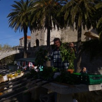 TrÅ¾nica KorÄula, Zdravko OpaÄak