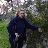 Zorica Beus bere Å¡paroge na otoku KorÄuli, jugoistoÄni dio