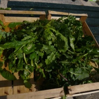 TrÅ¾nica Dubrovnik, GruÅ¾, 2014.