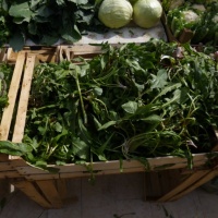 TrÅ¾nica Dubrovnik, GruÅ¾, 2014.