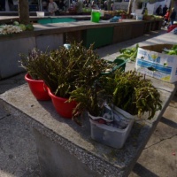 TrÅ¾nica, Split, 2014.