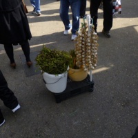 TrÅ¾nica, Split, 2014.