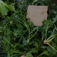 TrÅ¾nica, Split, 2014.