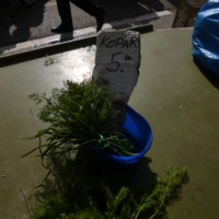 TrÅ¾nica, Split, 2014.