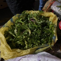 TrÅ¾nica, Split, 2014.